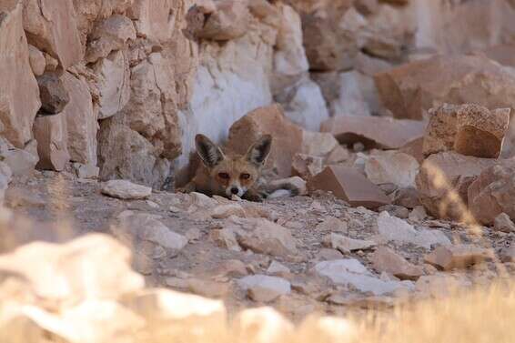 שועל בגן לאומי תל ערד // צילום: טל חיוט/רשות הטבע והגנים